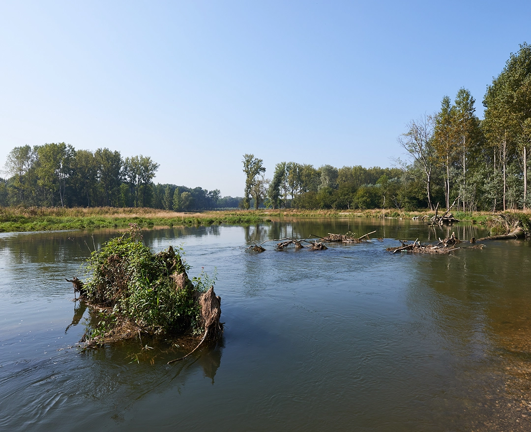 The picture shows the first successes of the renaturation project on the Traisen: natural water, trees, shrubs and meadows under a bright blue sky.